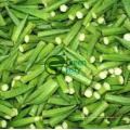 Chinesischer neuer Wholeale Preis Okra